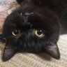 Фото профиля Mavimsiicat