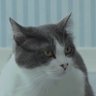 ã¶ã's profile picture
