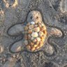 Profilbild von calemondinmoon
