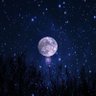 星月交辉's profile picture