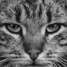 light recon's profile picture