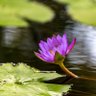 Фото профиля Lesna Images