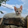 Aditya's profile picture