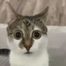 weeb masquerade profil fotoğrafı