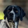 Dog is love's profile picture