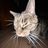 Profilbild von MrMooManbob