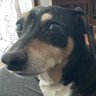 Profilbild von chorte