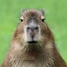 鉄オタのカピバラ's profile picture