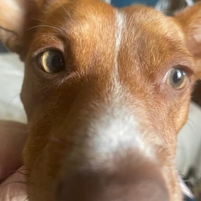 nisj223's profile picture