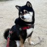 柴犬あずき 的头像