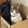 みかん 的头像