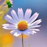 زهرة الاقحوان البابلية 的头像