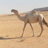بعيد المراميس's profile picture