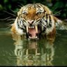 Roaring profil fotoğrafı