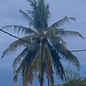 toracabile's profile picture