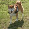 くまさん's profile picture