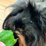 苔むしたりん(ルミア。) profil fotoğrafı