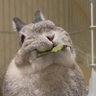 Profilbild von うさまめたいむ