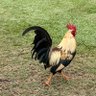 Tim profil fotoğrafı