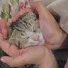 フェイたん 的头像