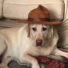 holly jolly's profile picture