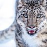 Afghan Predator 的头像