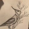 Profilbild von BlueJay25