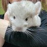もちお 的头像