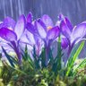 Amarjit Kumar profil fotoğrafı