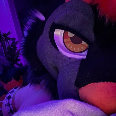 shepsmell's profile picture