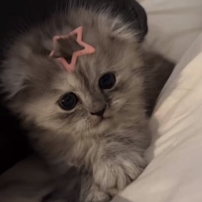 Kimy ꕤ's profile picture