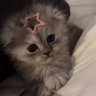 Фото профиля Kimy ꕤ