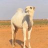 Фото профиля نايف المورقي