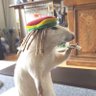 Rat Smoking A Doobie profil fotoğrafı