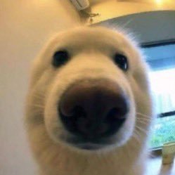boop's profile picture