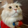 lovecats052(LAZER)'s profile picture