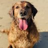 Фото профиля The Man With The Golden Retriever