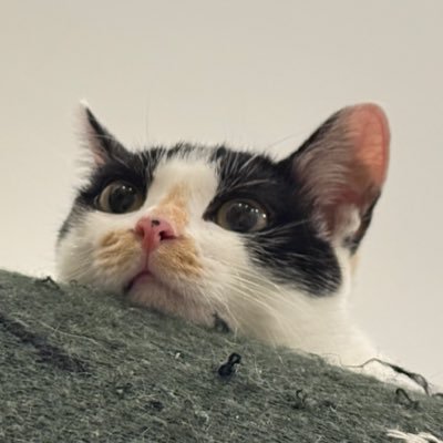 量角器's profile picture