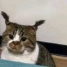 เมี้ยวๆชอบป้ายยา's profile picture