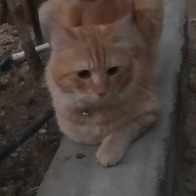 Ecem's profile picture