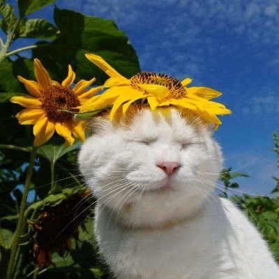 itsyourbae 🌻's profile picture