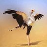 الوليد إبراهيم محمد's profile picture