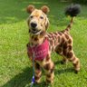Xander the Happy Giraffe 的头像