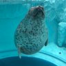 Фото профиля まるっともりもりくん