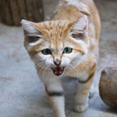 suna_manuru's profile picture