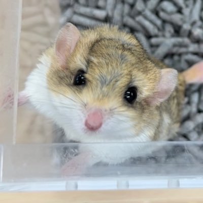 fuwakoro_ya's profile picture