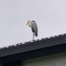 アップルマン 的头像