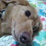 こーちゃ profil fotoğrafı