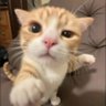 Profilbild von LaloMiau😼