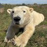 Eggroll 🐻‍❄️ profil fotoğrafı